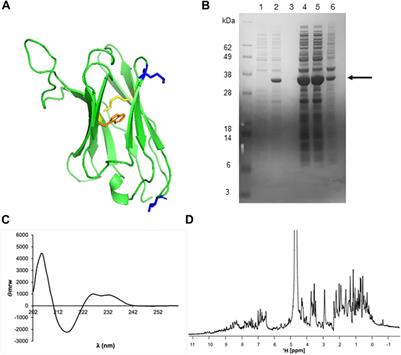 Selection and Modelling of a New Single-Domain Intrabody Against TDP-43